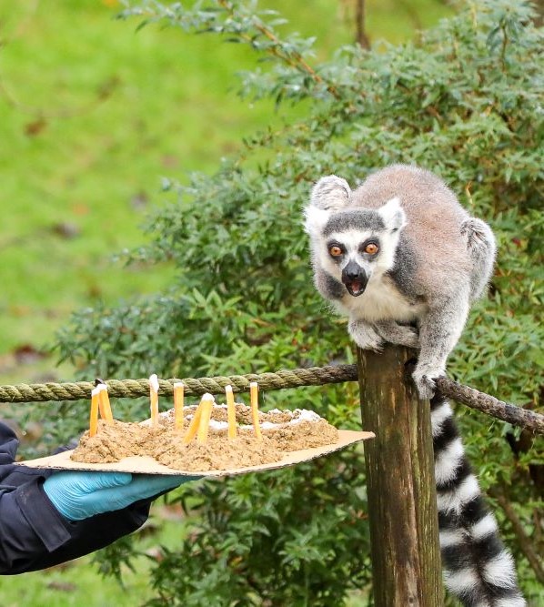 cropped ring tailed lemur pop pop looking at enrichment birthday cake with mouth open IMAGE: Rhiordan Langan-Fortune 2023