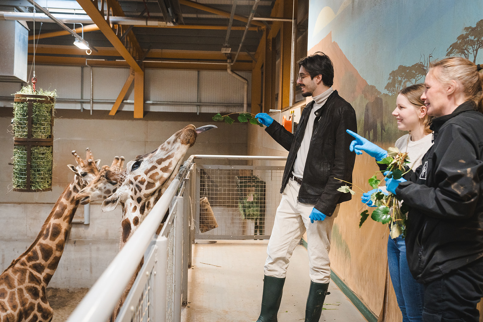 man with branch feeding giraffe with tongue out with keeper pointing and talking IMAGE: Rachel Hein 2024