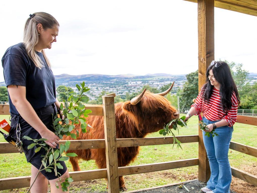 Highland Cow Magic Moment. IMAGE: Olivia Torley, August 2026
