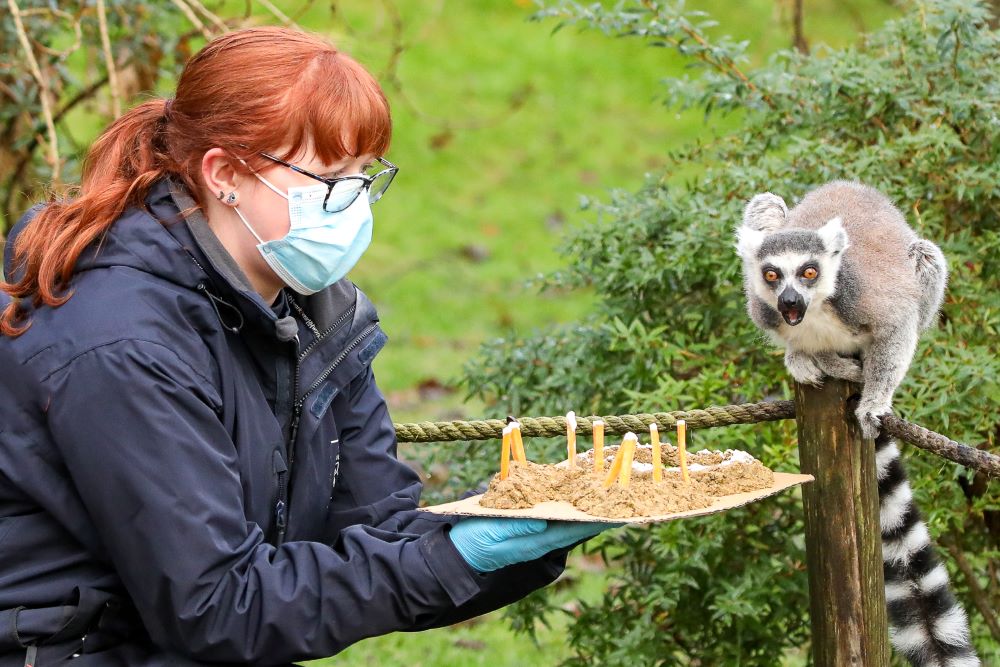 ring tailed lemur pop pop looking at enrichment birthday cake with mouth open and keeper in shot with mask on IMAGE: Rhiordan Langan-Fortune 2023