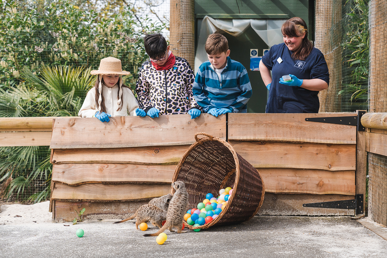 children looking over gate at meerkats playing with a basket of colourful balls IMAGE: Rachel Hein 2024