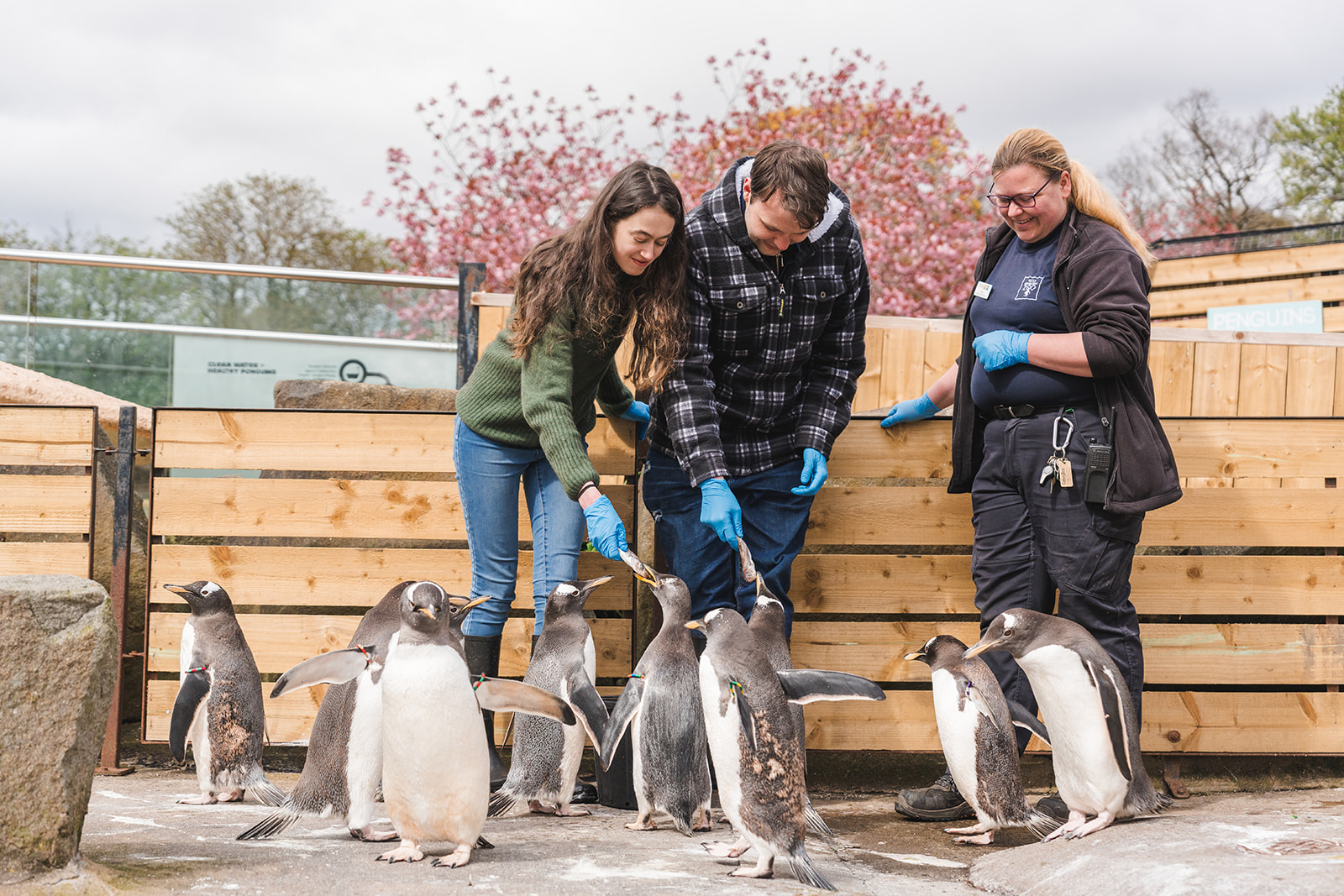 couple feeding fish to gentoo penguins with keeper IMAGE: Rachel Hein 2024