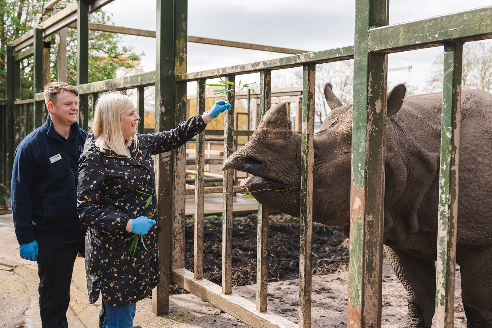 woman feeding branch to rhino with keeper IMAGE: Rachel Hein 2024
