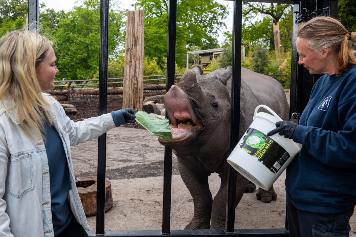 Rhino Magic Moment at Edinburgh Zoo with Jai the rhino. IMAGE: Olivia Torley May 2026
