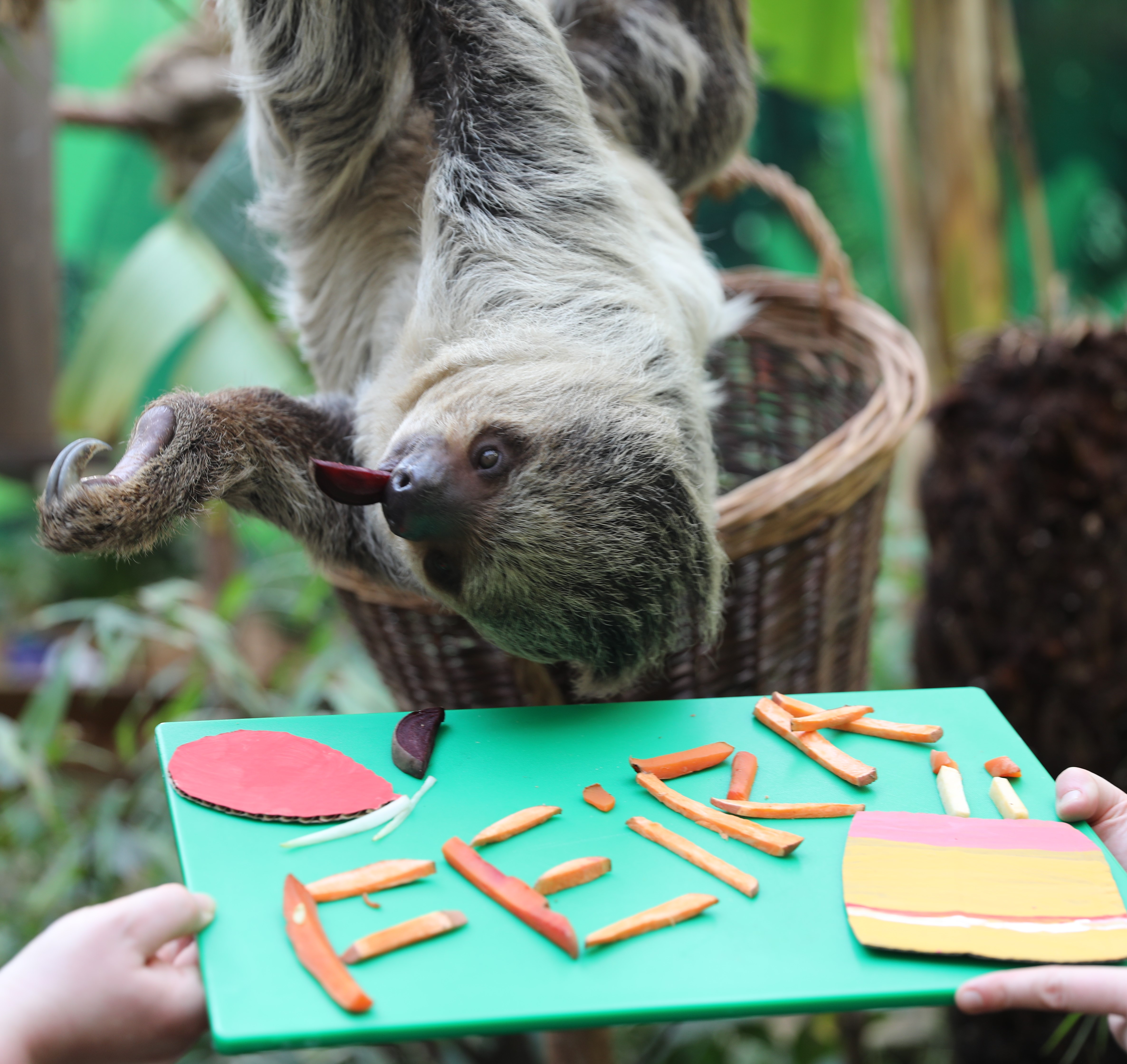 linne's two toed sloth feira hanging upside down eating with her name and a birthday cake spelled in vegetables on a green tray IMAGE: RZSS 2022