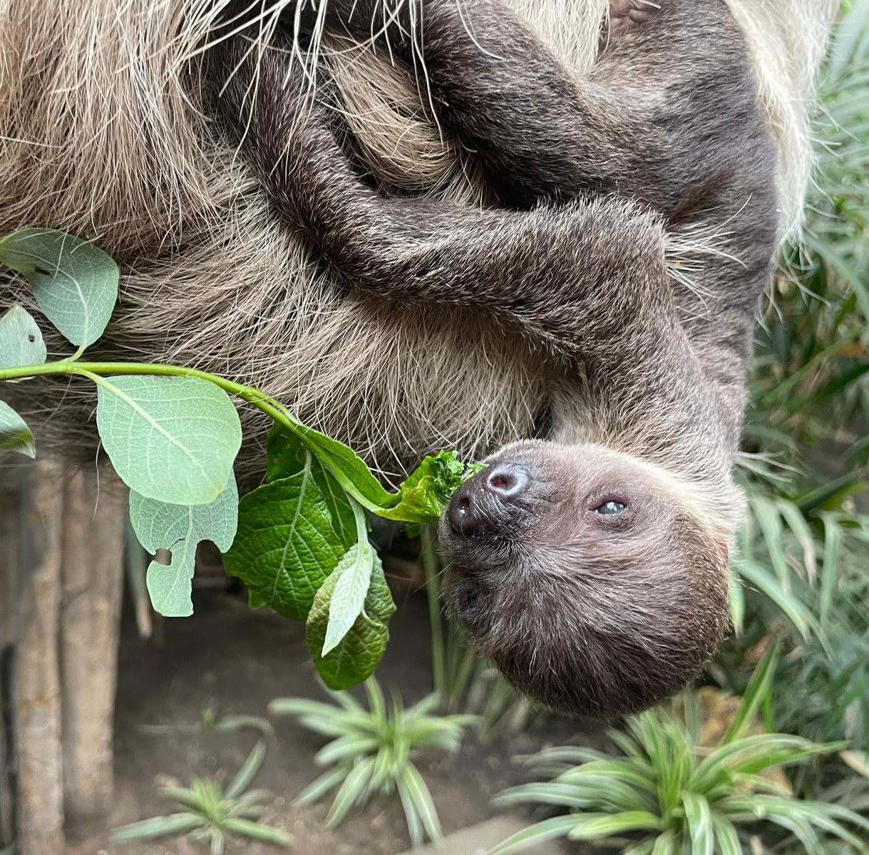 children feeding sloth with keeper IMAGE: Rachel Hein 2024