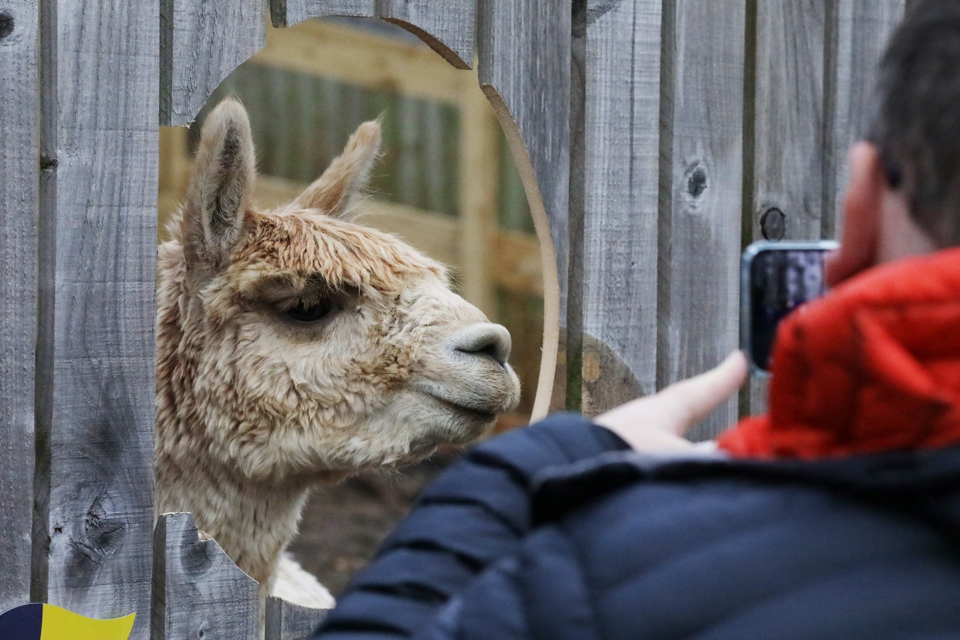 alpaca peeking through fence