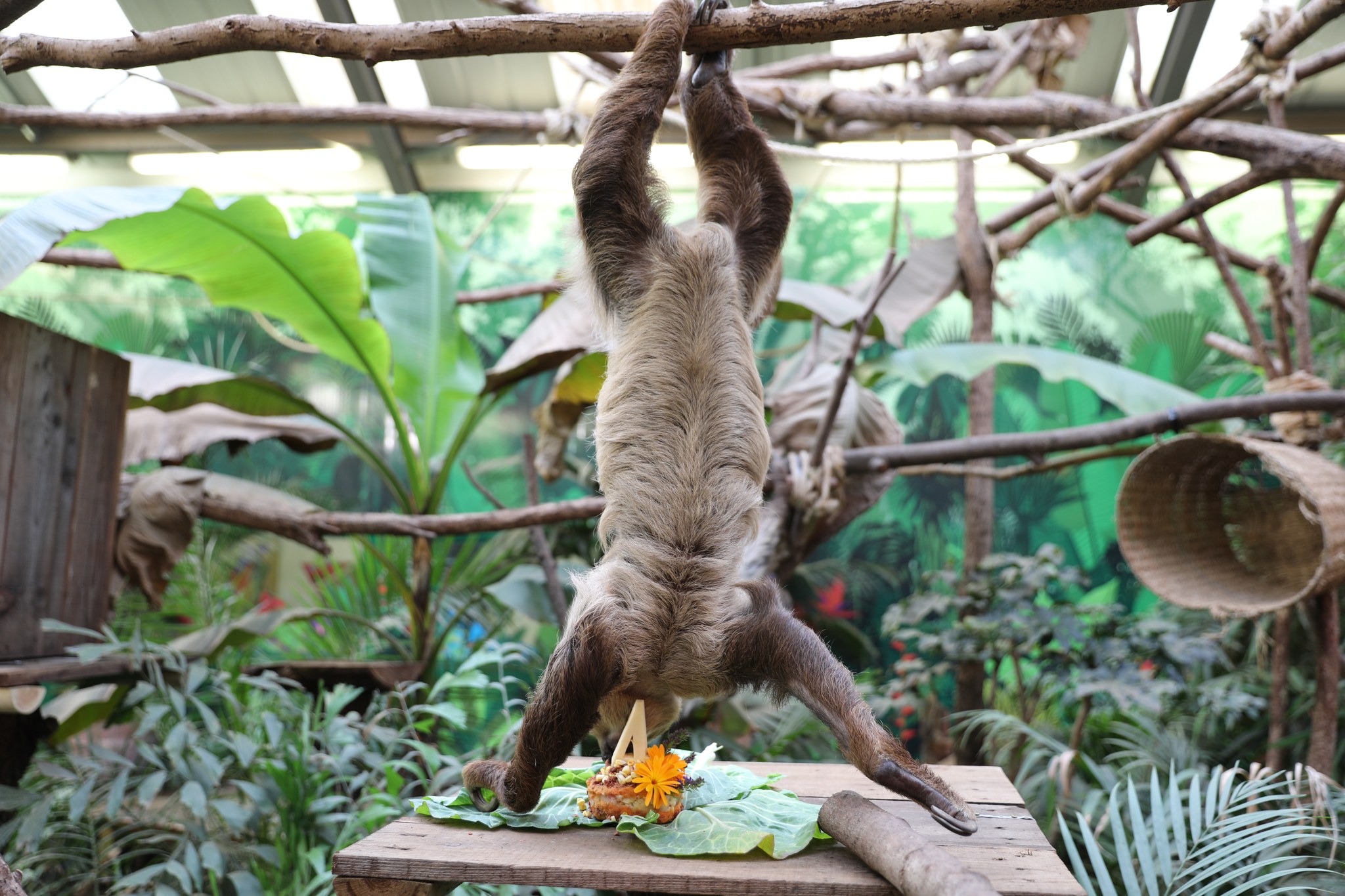 sloth hanging upside down by their feet and eating food off a wooden platform IMAGE: RZSS 2023