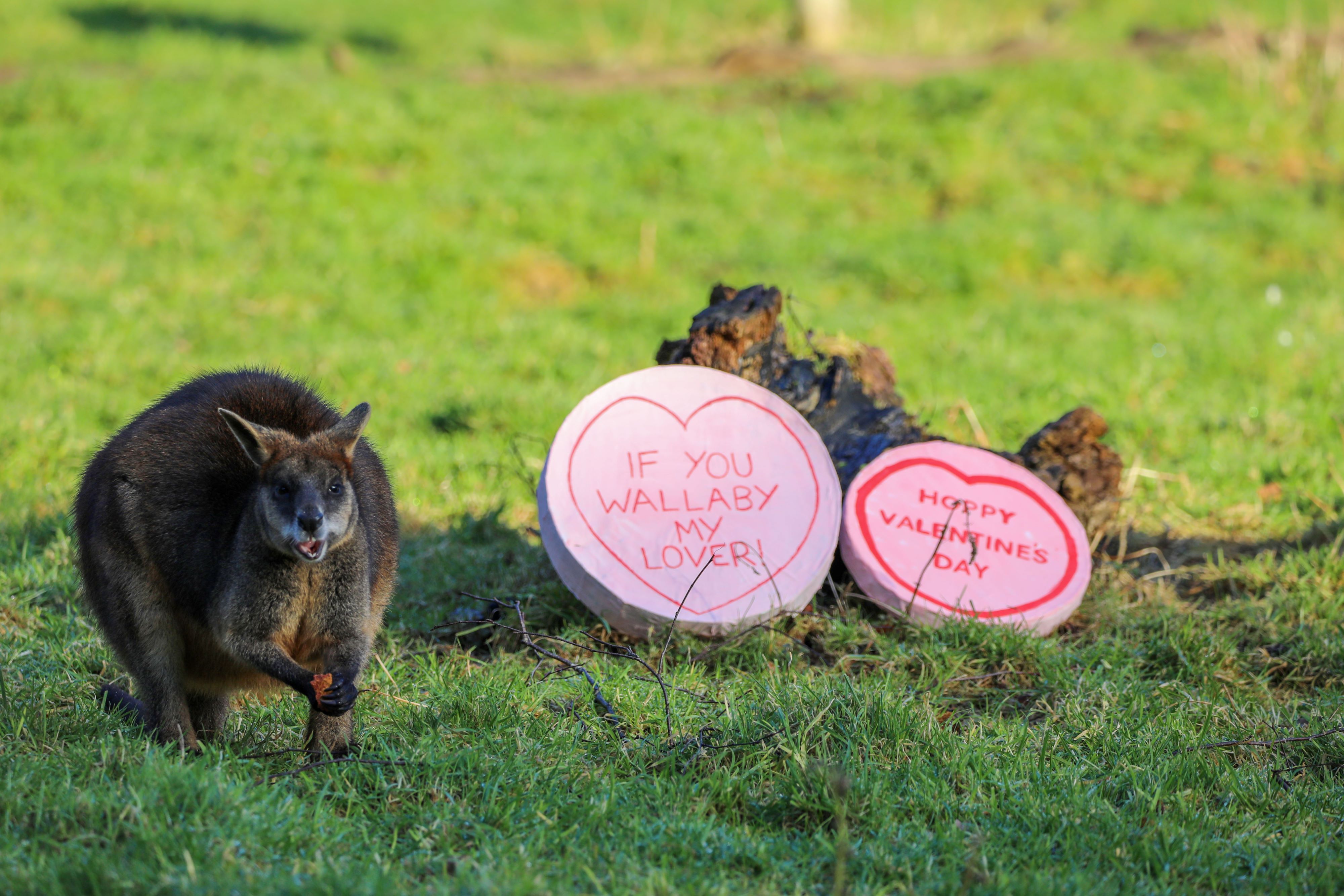 swamp wallaby next to valentines enrichment IMAGE: 2024