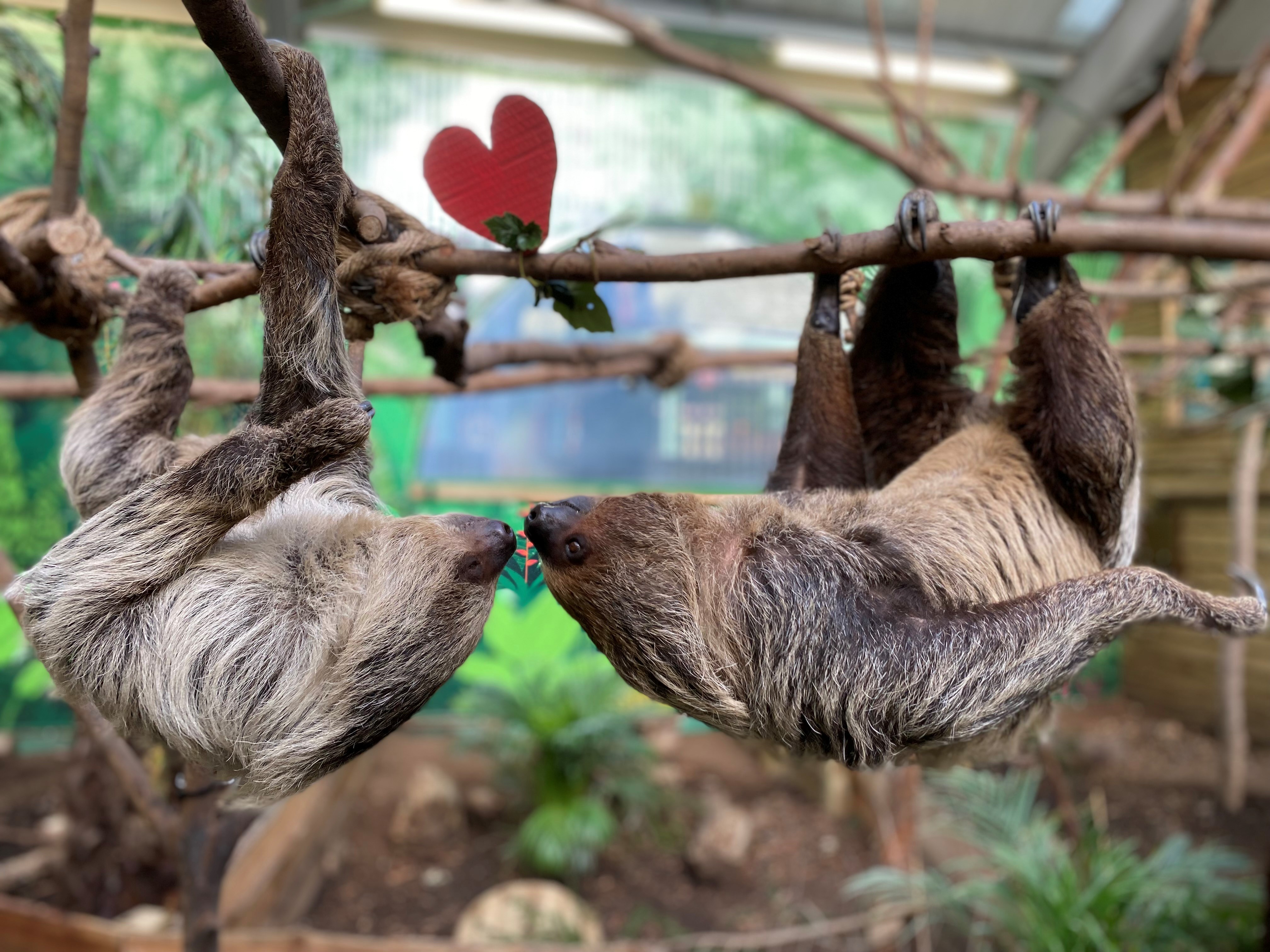 swamp wallaby next to valentines enrichment IMAGE: 2024