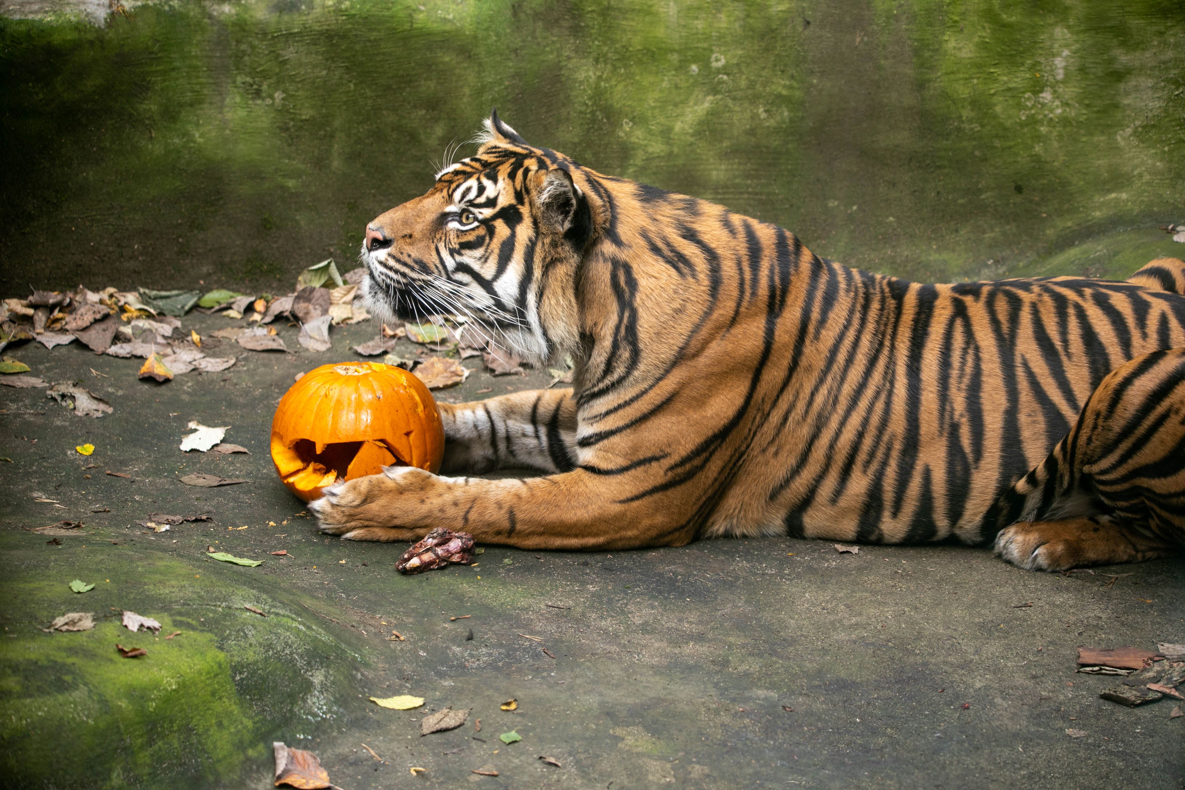 sumatran tiger lucu lying down with carved pumpkin IMAGE: Rhiordan Langan-Fortune 2023