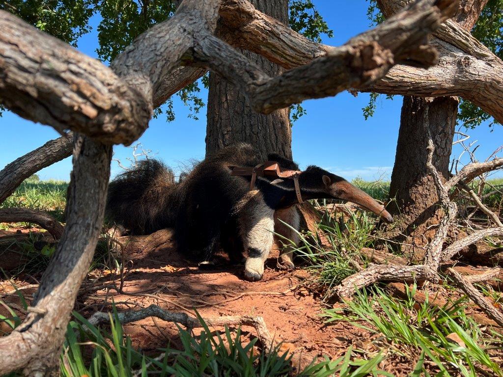 giant anteater Image: RZSS