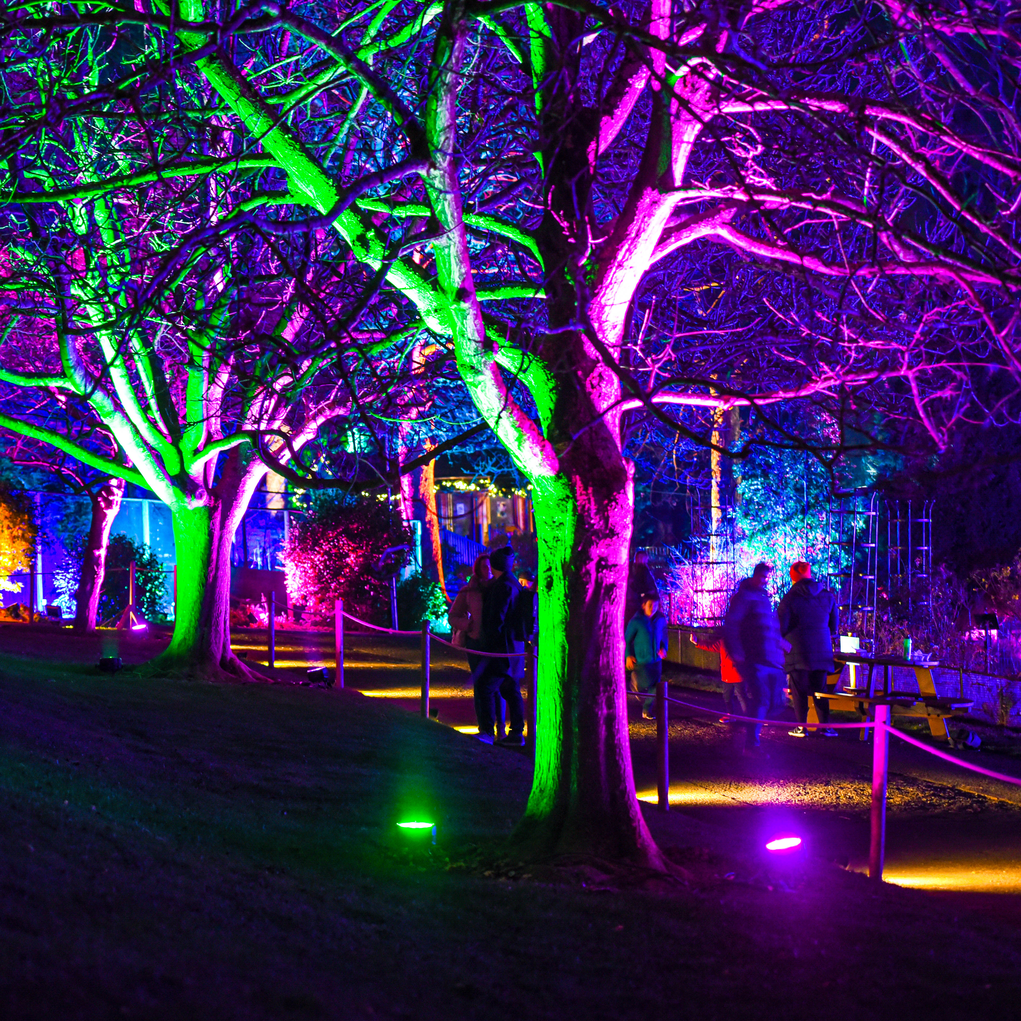 Edinburgh Zoo lights IMAGE: RZSS 2020