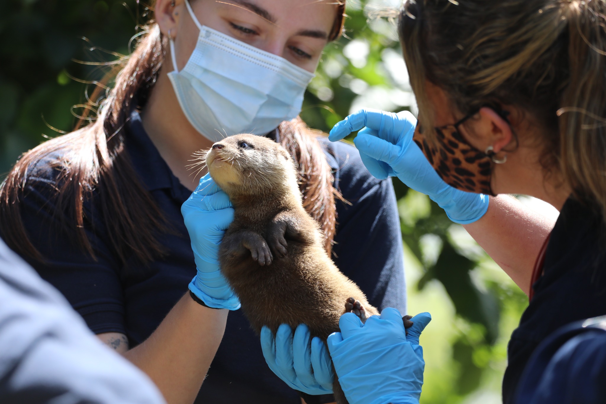 otter pup health check by staff edinburgh science festival have zoo got what it takes