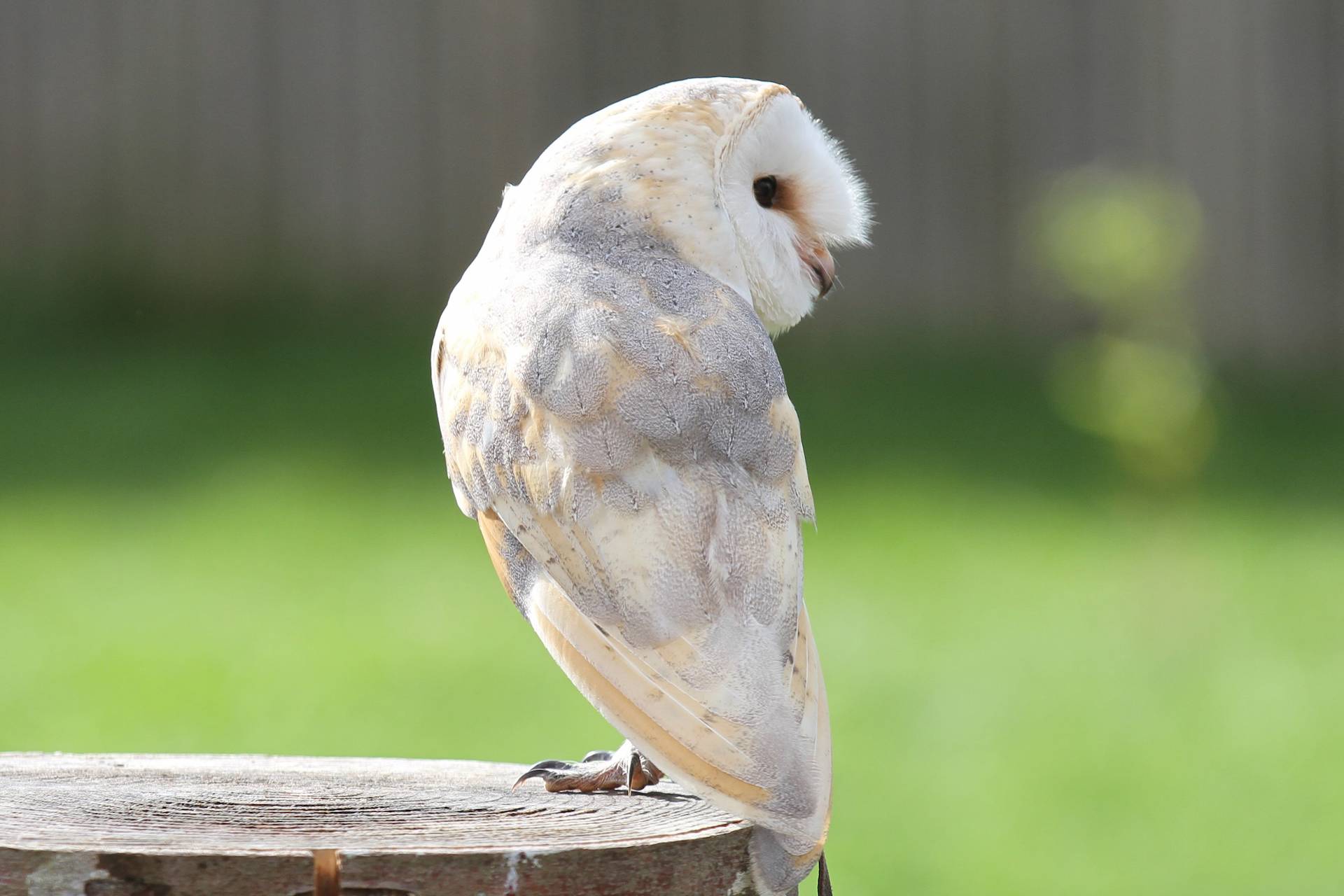 Barn owl at animal antics show IMAGE: Amy Middleton 2024