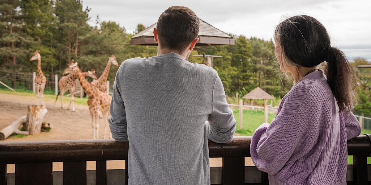 Animal Happy Hour – Gin and Giraffes event image