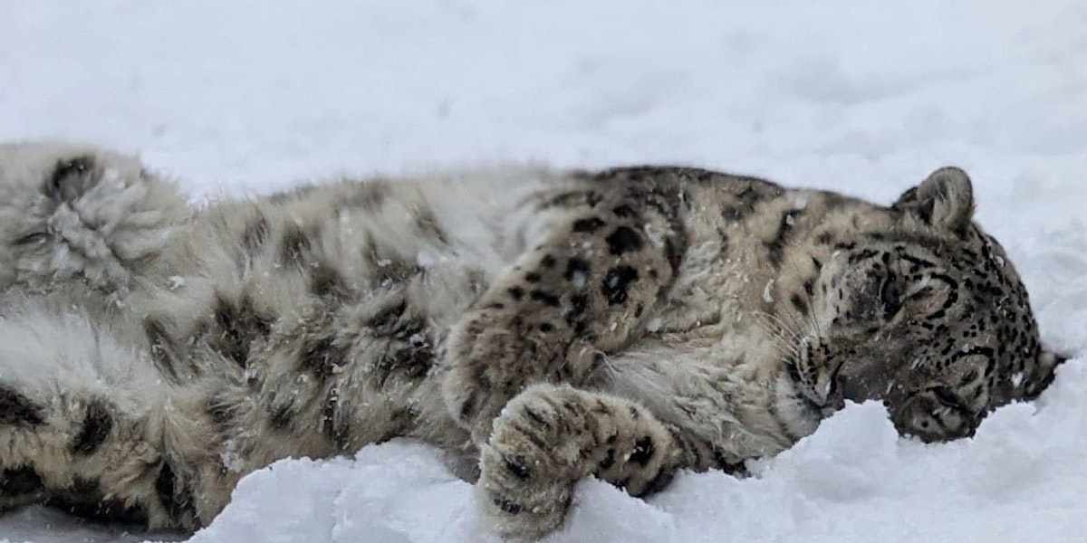 snow leopard rolling in snow