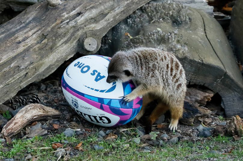 Meerkat inspecting Scotland rugby ball. IMAGE: RZSS 2024