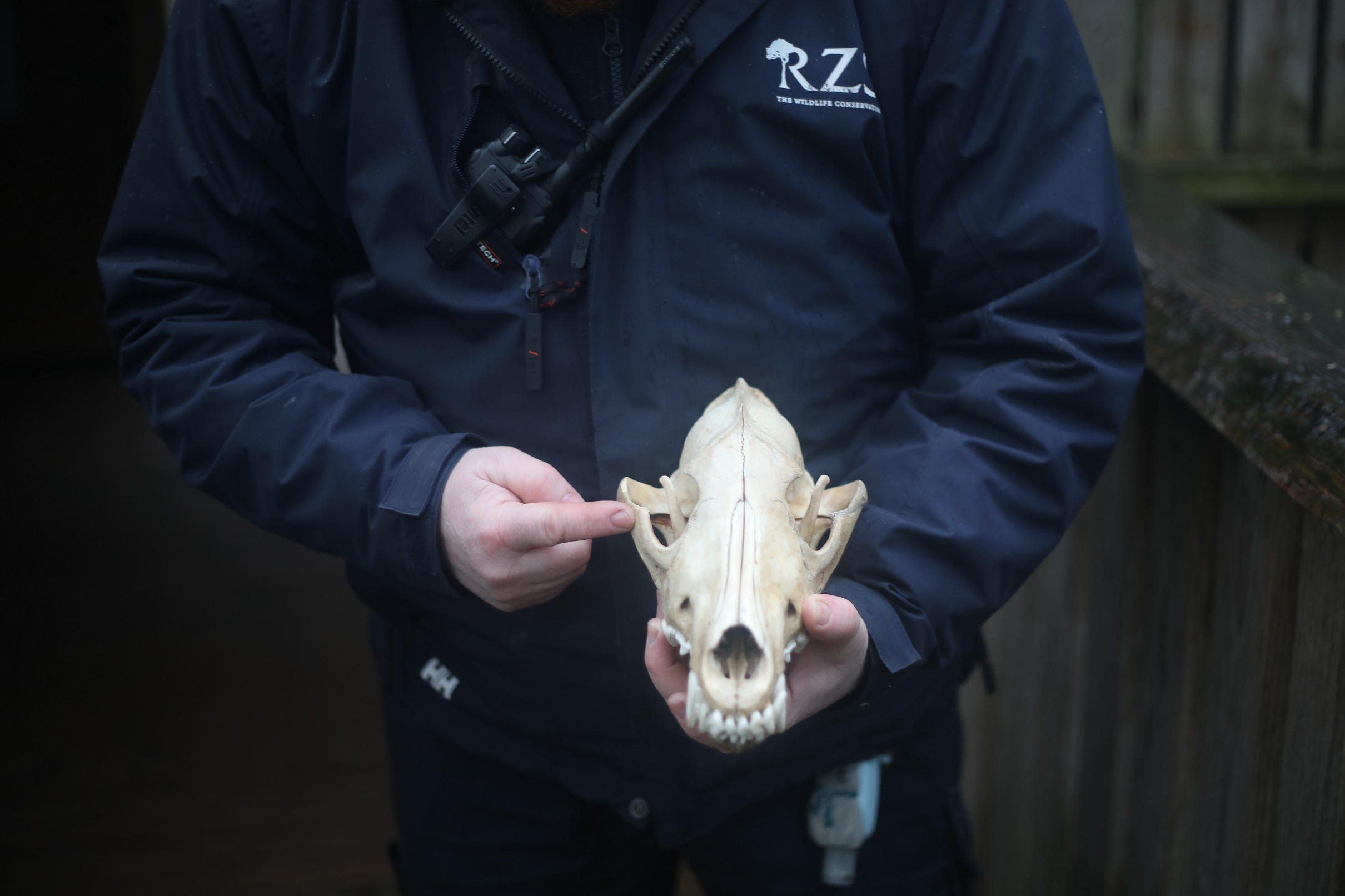 staff member pointing at animal skull IMAGE: RZSS