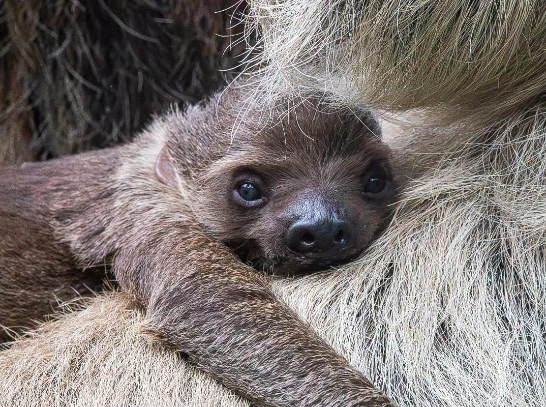 Sloth and friends Early Access Tours event image (Atty the baby sloth). 