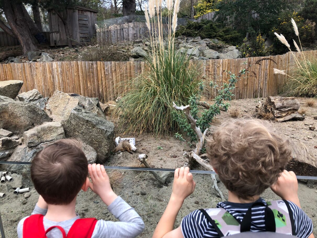 two children looking over enclosure at meerkats