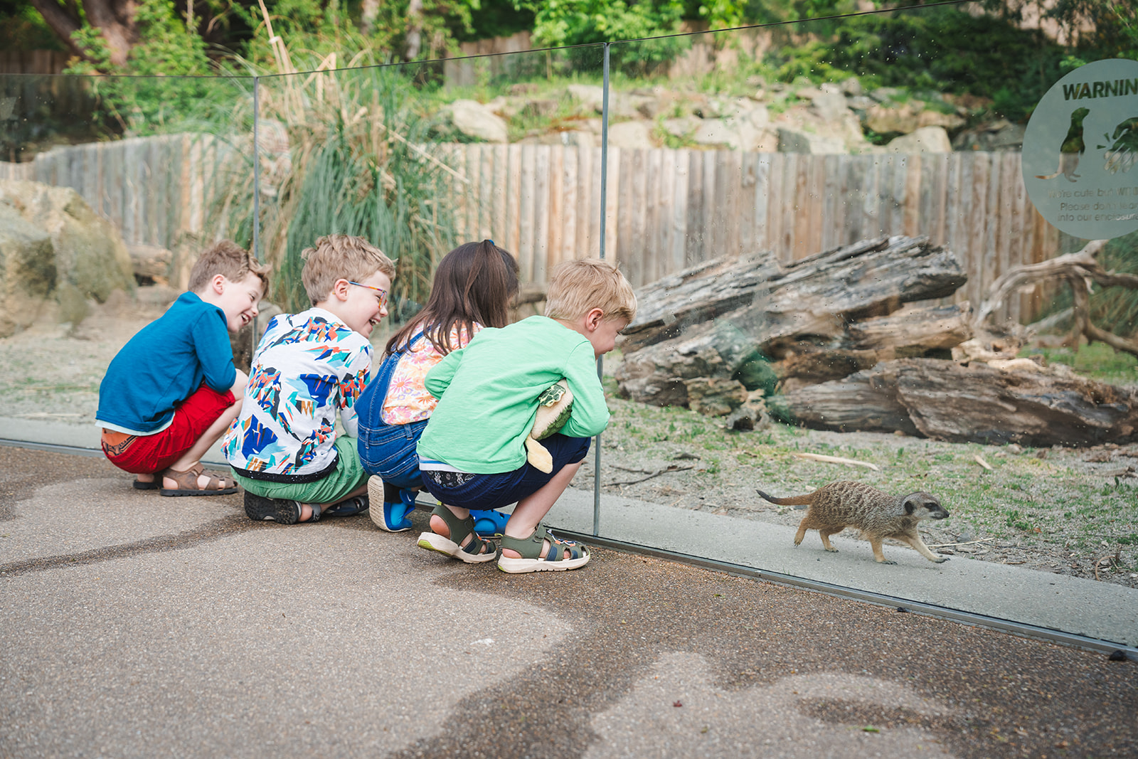 two children looking over enclosure at meerkats