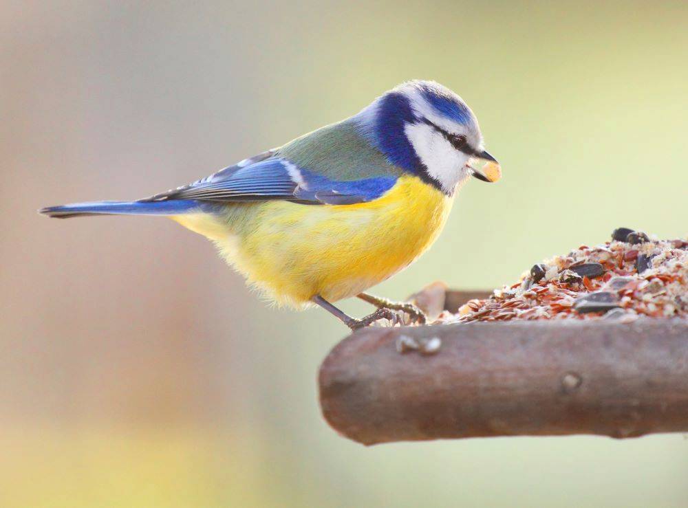 Bird eating seed at bird feeder platform