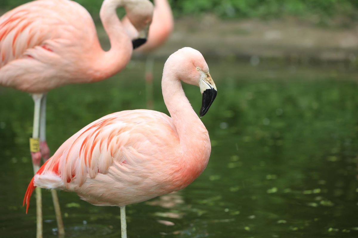 Flamingo standing on one leg in front of water. IMAGE: RZSS