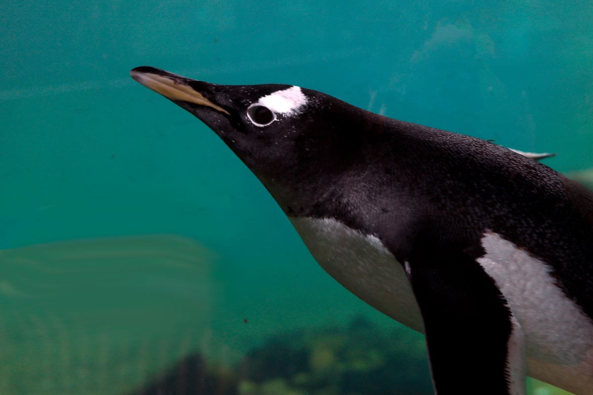 Gentoo penguin swimming underwater. IMAGE: RZSS