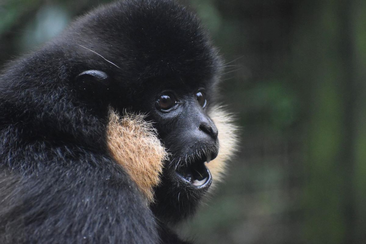 Buff-cheeked gibbon with mouth open. IMAGE: RZSS