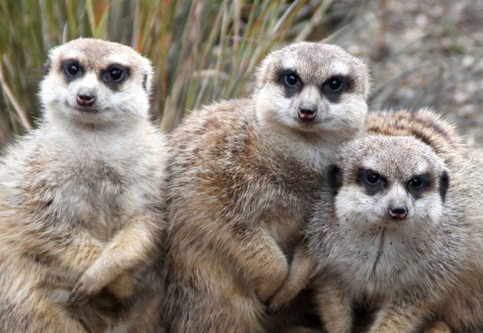 Three meerkats huddled together looking into the camera. IMAGE: RZSS