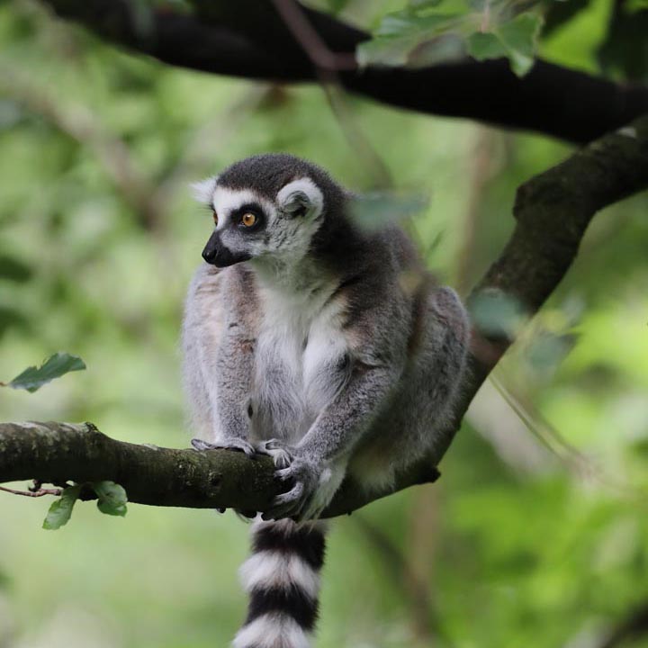 Ring-tailed lemur sat in a tree. IMAGE: RZSS