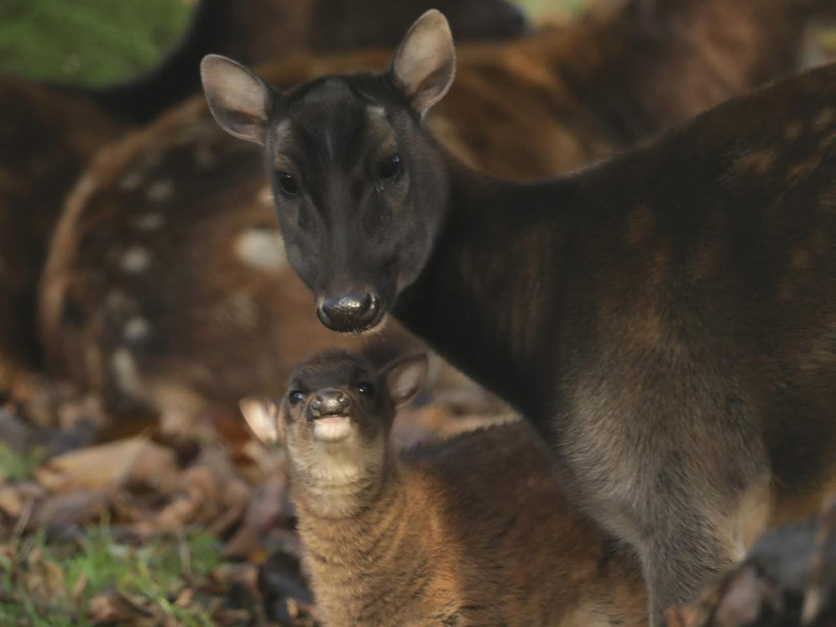 Tea and Talks – Camels, deers and goats event image