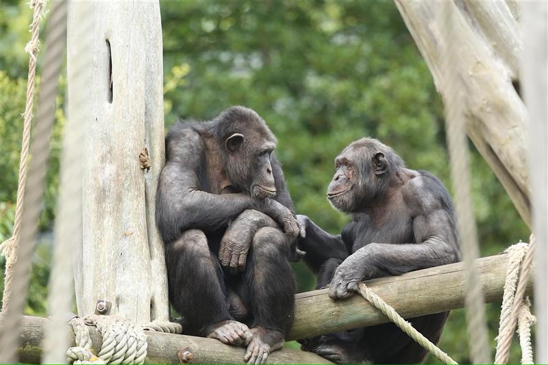 Tea and Talks – Primates event image