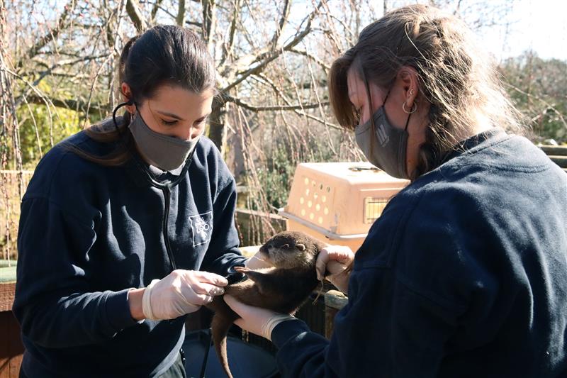 Tea and talks – zoo vets event image