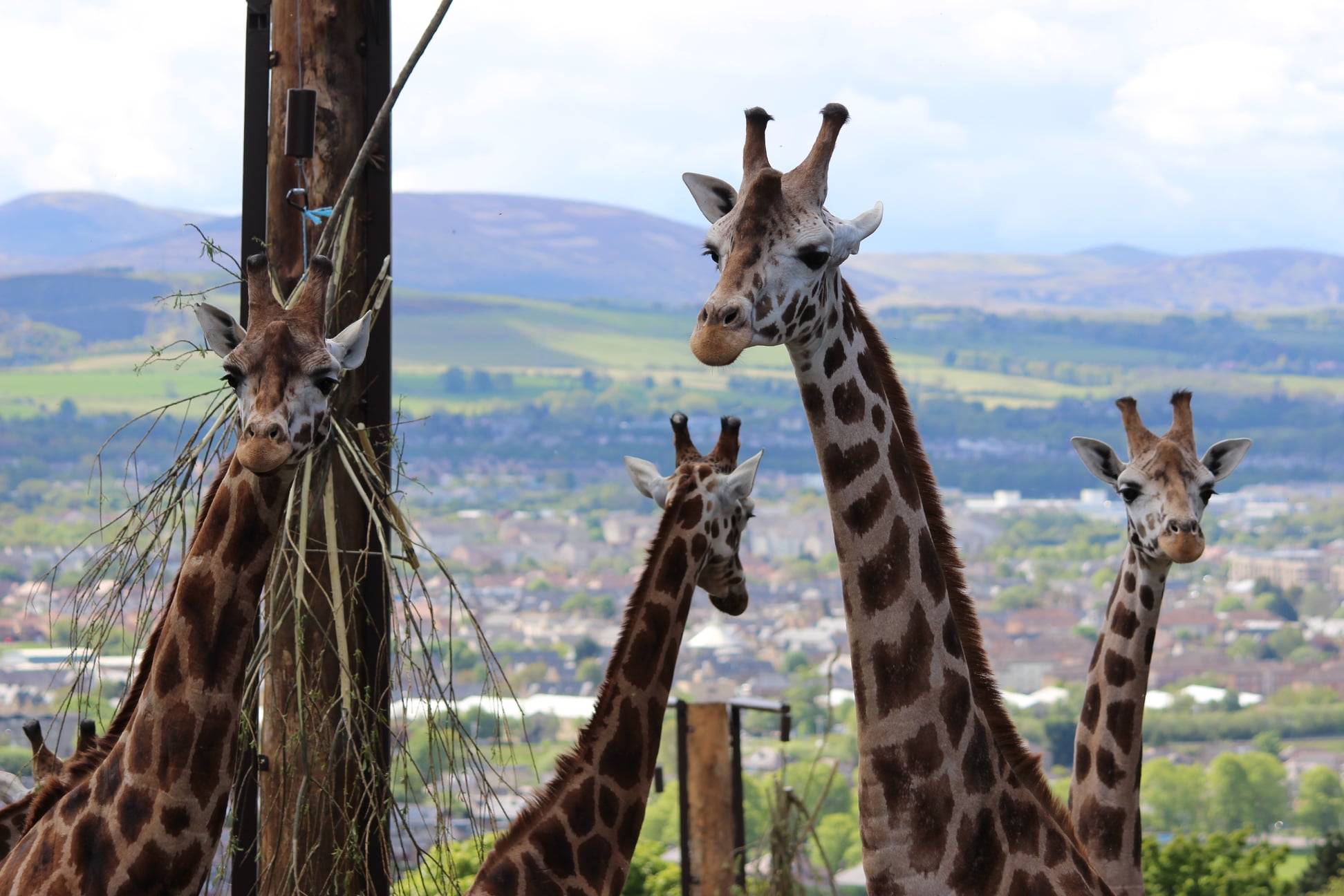 four giraffes with corstorphine in the background IMAGE: RZSS 2023