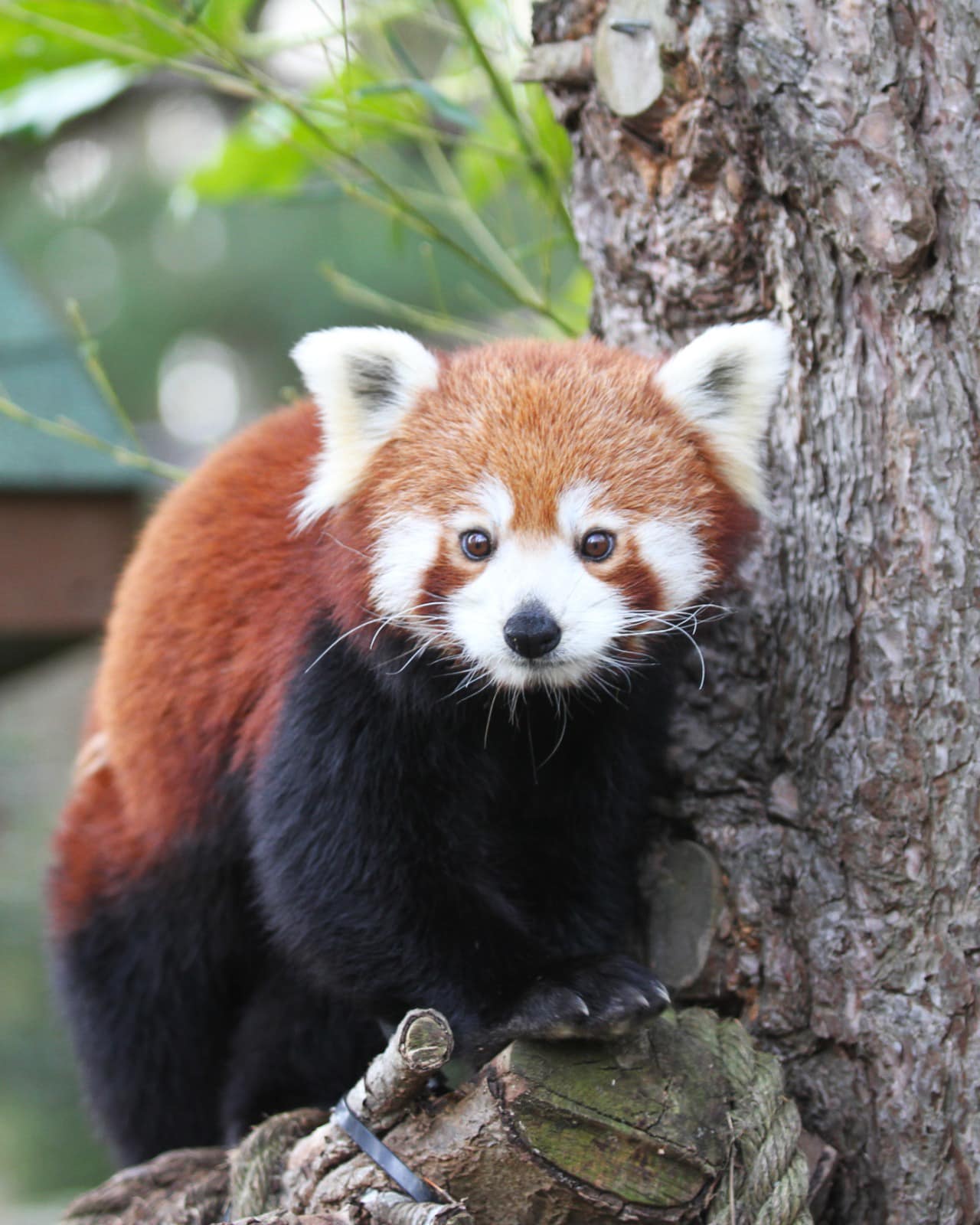 red panda on branch looking at the camera IMAGE: RZSS 2023