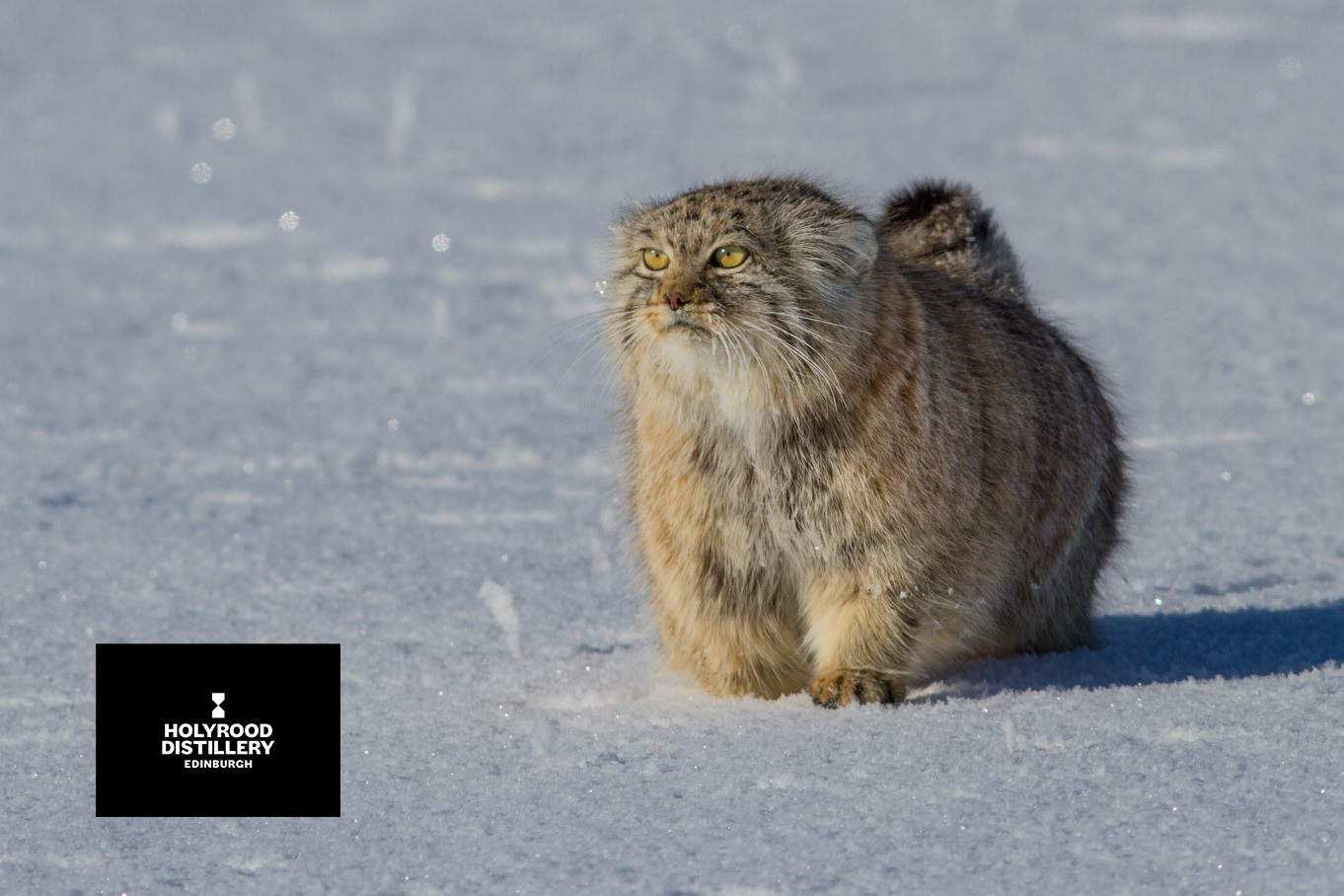 Wildlife on the rocks event image with Holyrood Distillery logo