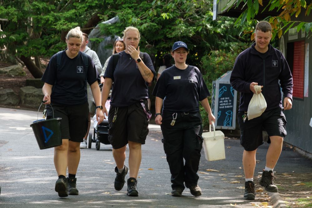 Keeper experiences four zoo keepers walking next to hippos IMAGE: Robin Mair 2024