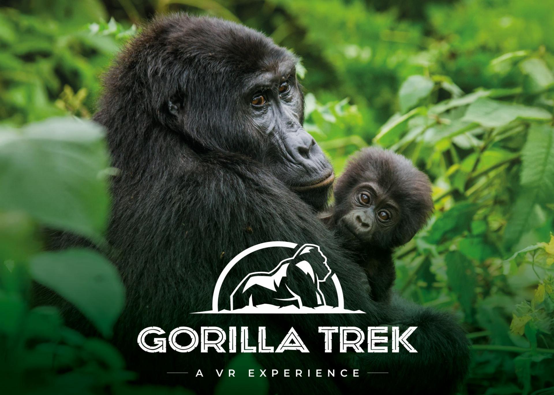 Gorilla trek virtual reality experience. IMAGE: IMMOTION