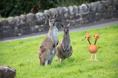 Pokémon Go kangaroo and doduo IMAGE: Lauren Metcalfe 2024