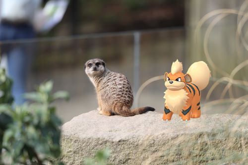 Pokémon Go meerkat and growlithe IMAGE: Lauren Metcalfe 2024
