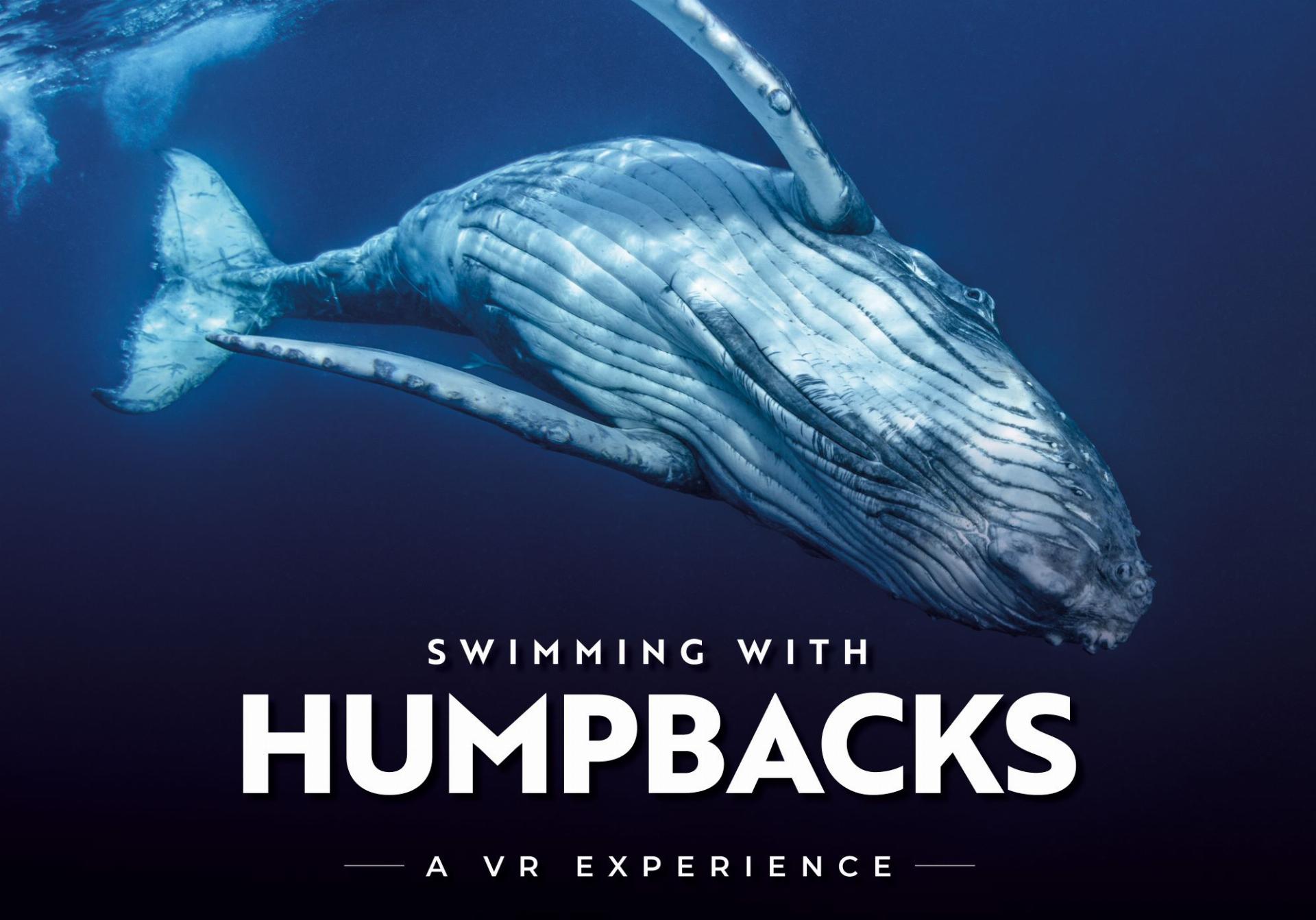 Swimming with humpbacks virtual reality experience. IMAGE: IMMOTION