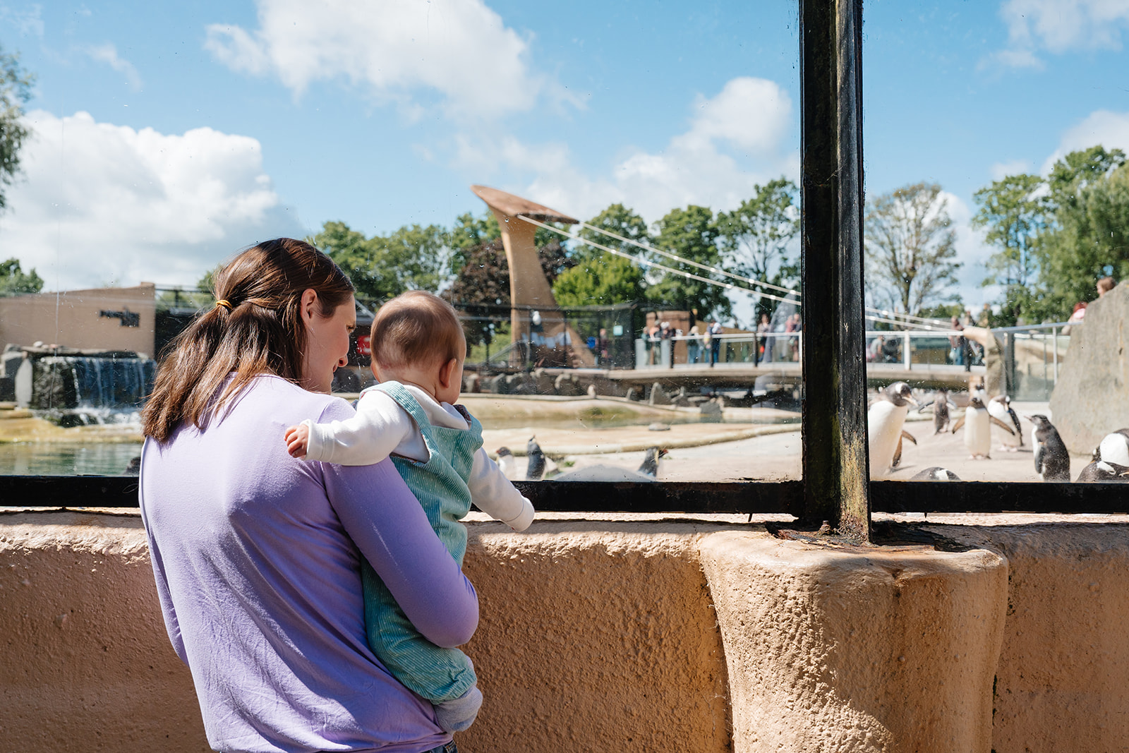 Visitor and baby looking into the penguins enclosure at Edinburgh Zoo. IMAGE: Rachel Hein 2025