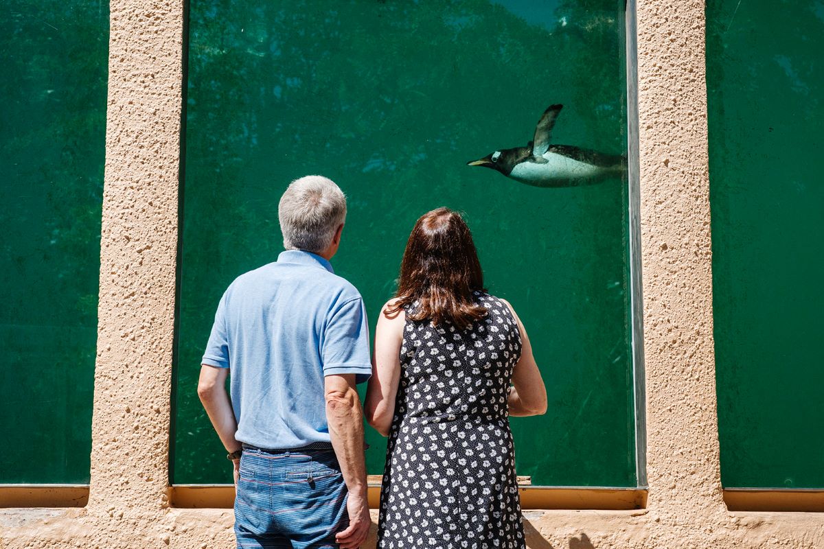 Edinburgh Zoo visitors watching penguins swim underwater at Penguins Rock. IMAGE: Rachel Hein July 2025