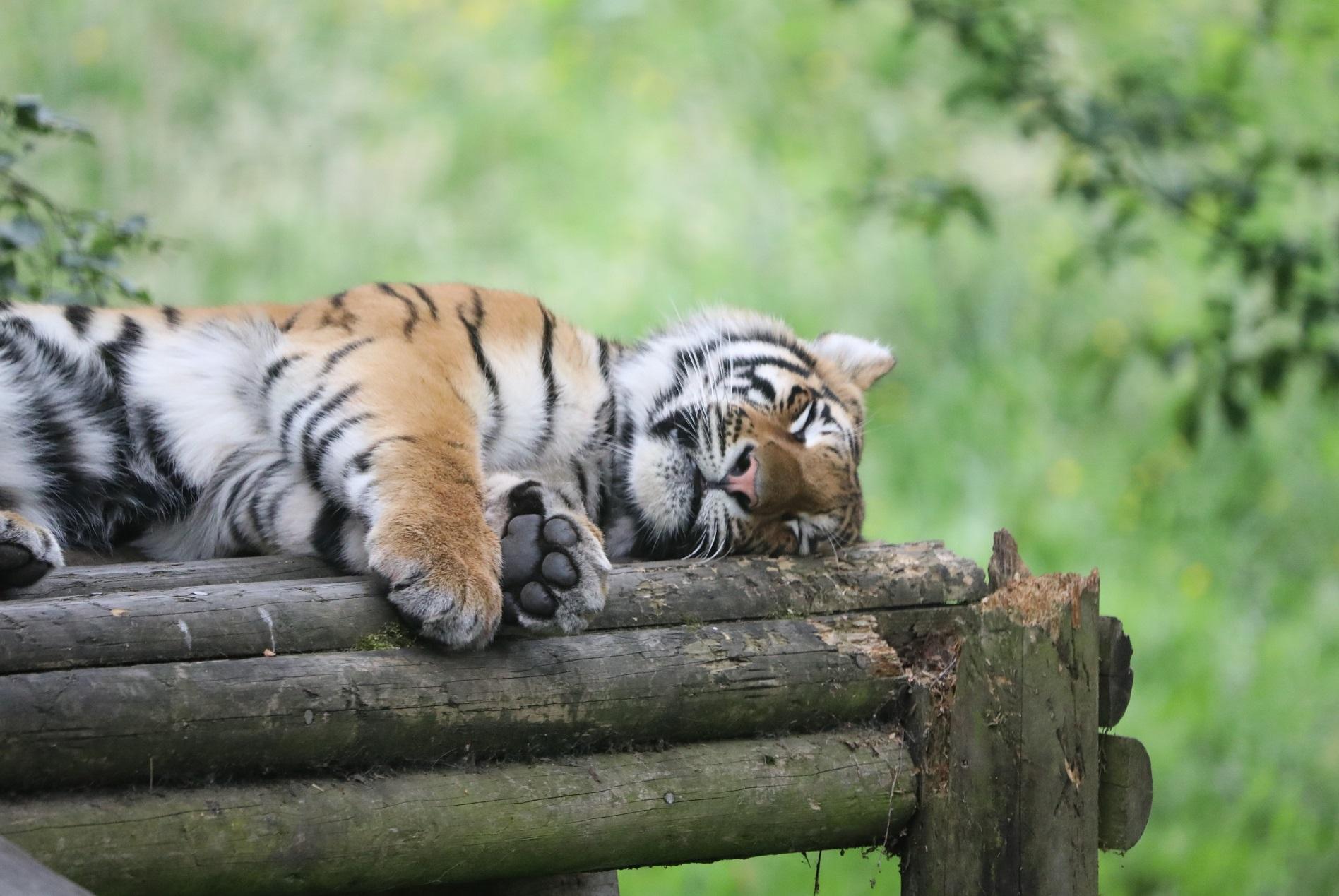 Amur tiger lying in grass Image: Amy Middleton