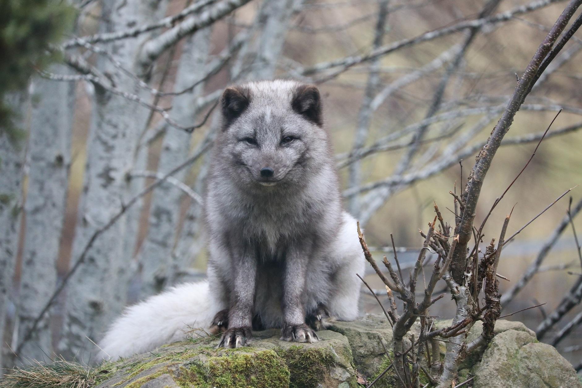 Arctic fox sitting amongst trees and branches Image: Amy Middleton 2022