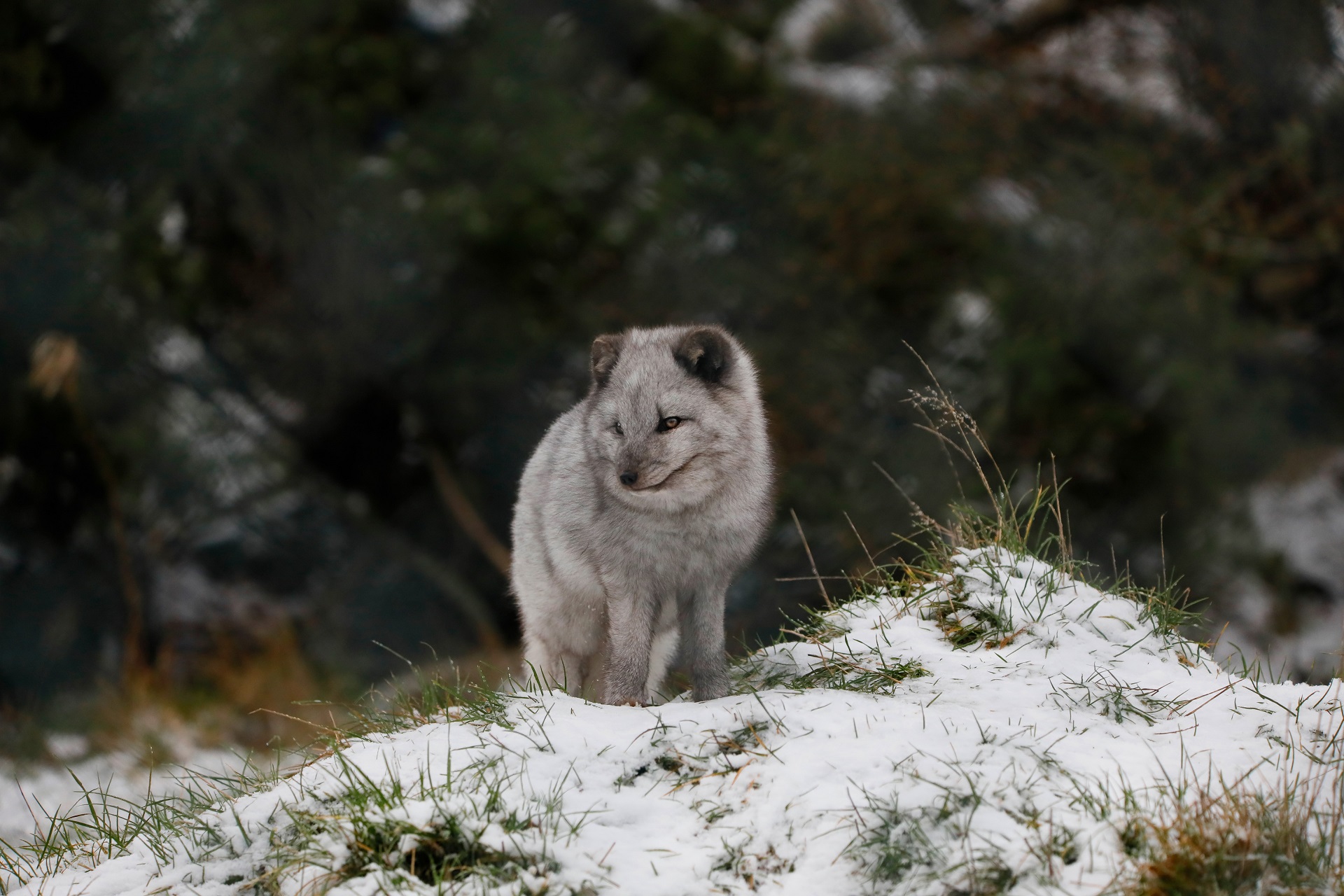 Arctic fox in the snow

IMAGE: Laura Moore 2023