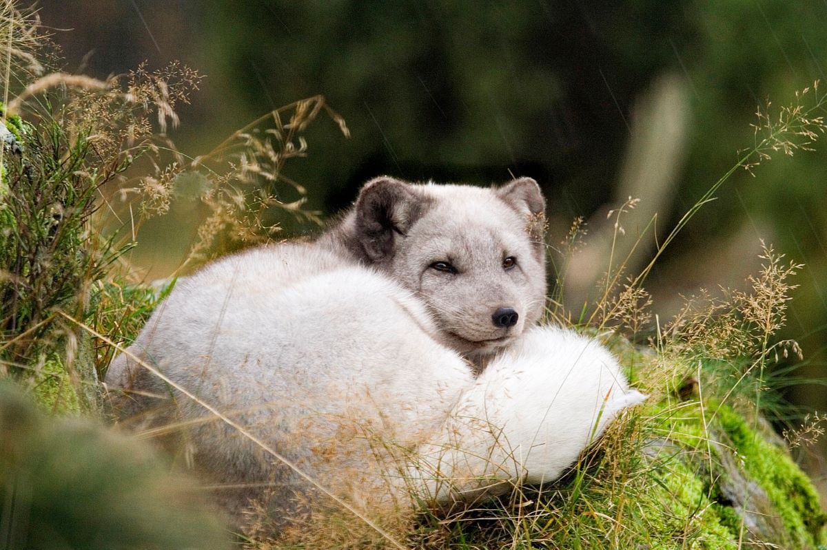 Artic fox curled up in grass