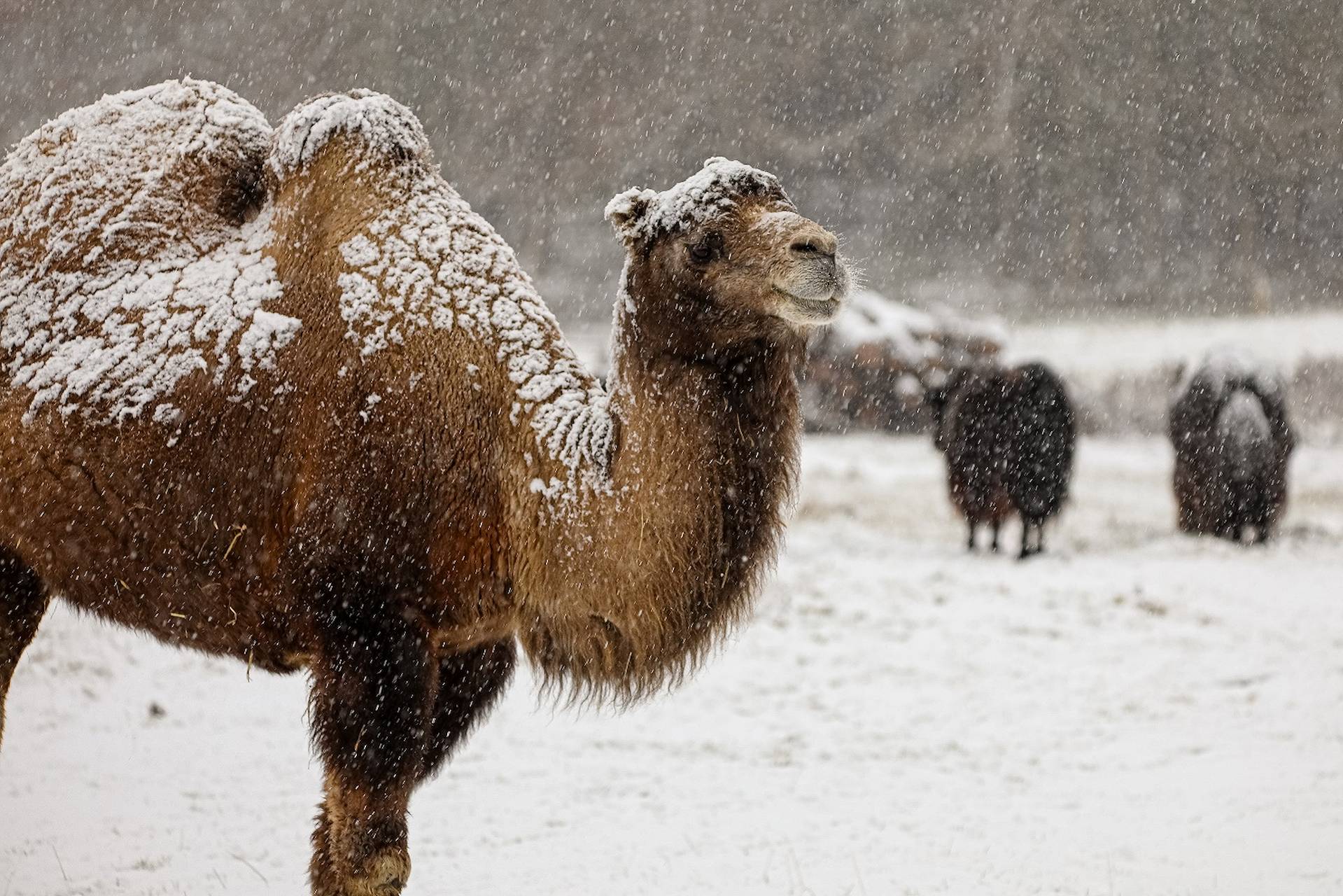 Bactrian camel in the snow looking to the right IMAGE: Rhiordan Langan-Fortune 2023